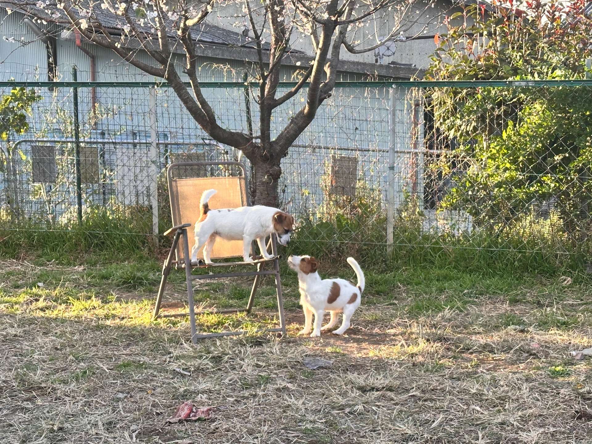 他ではマネのできない育て方