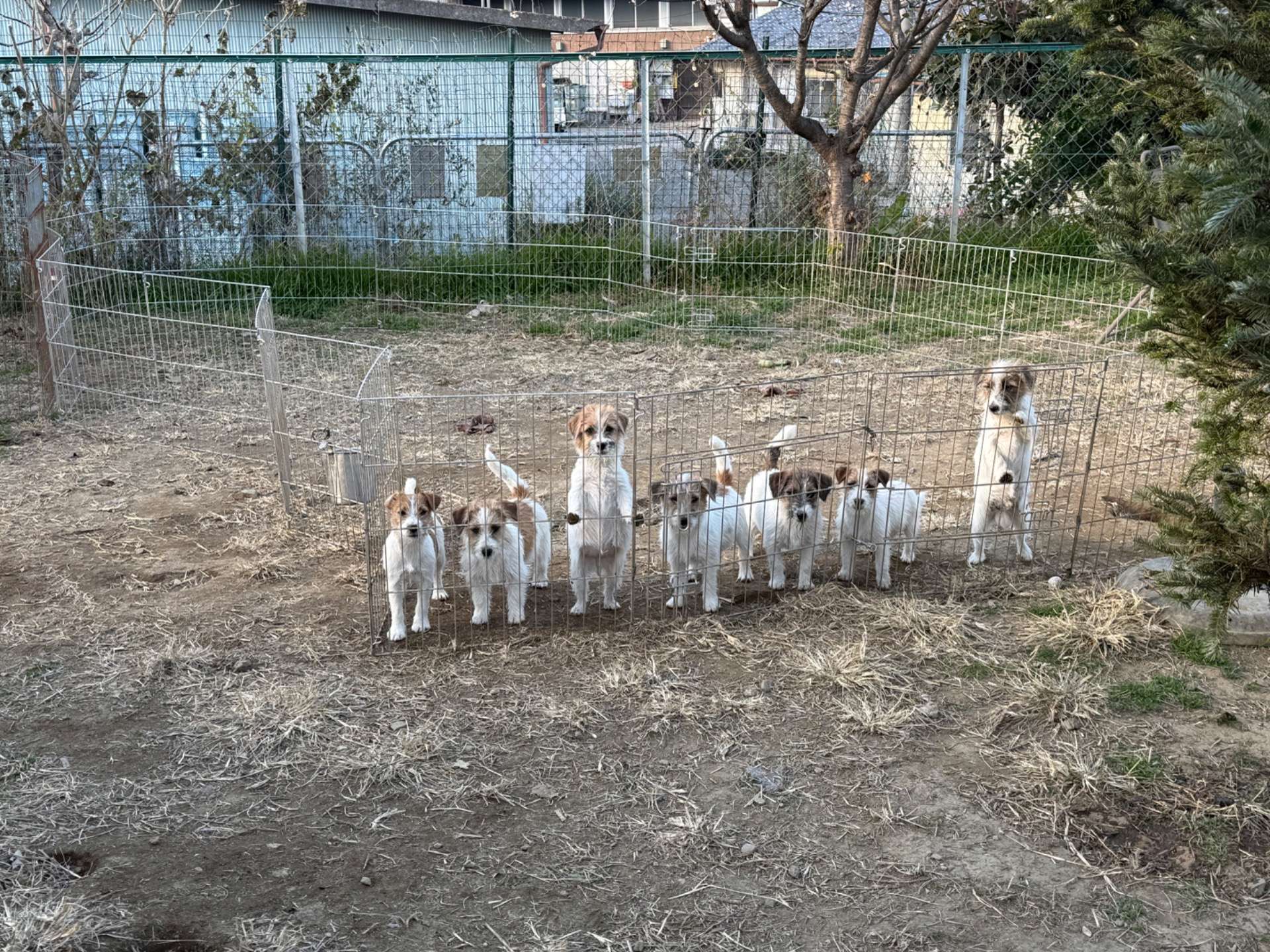 新年を新しい家族とどうでしょうか