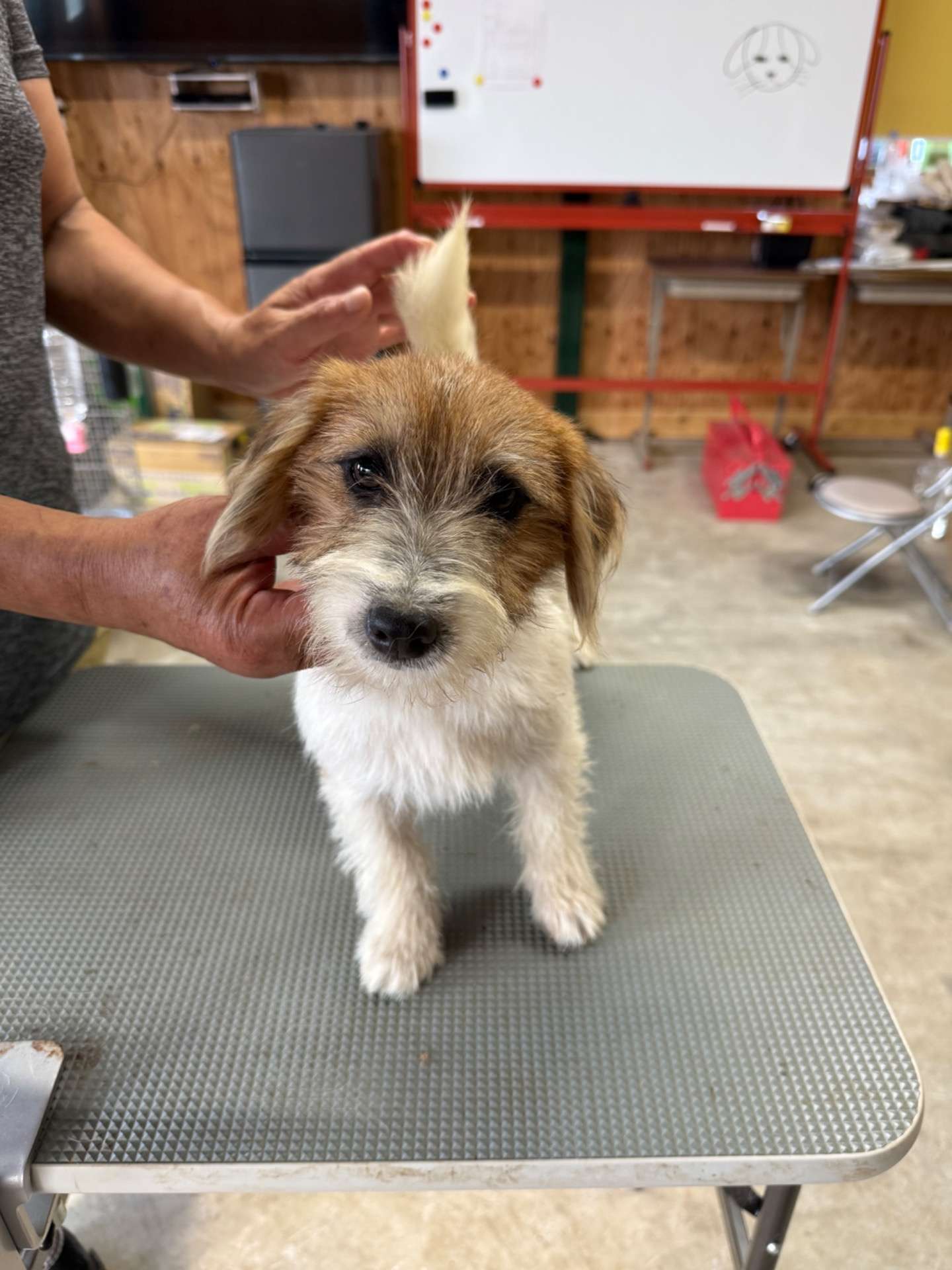 新しい家族を募集しています