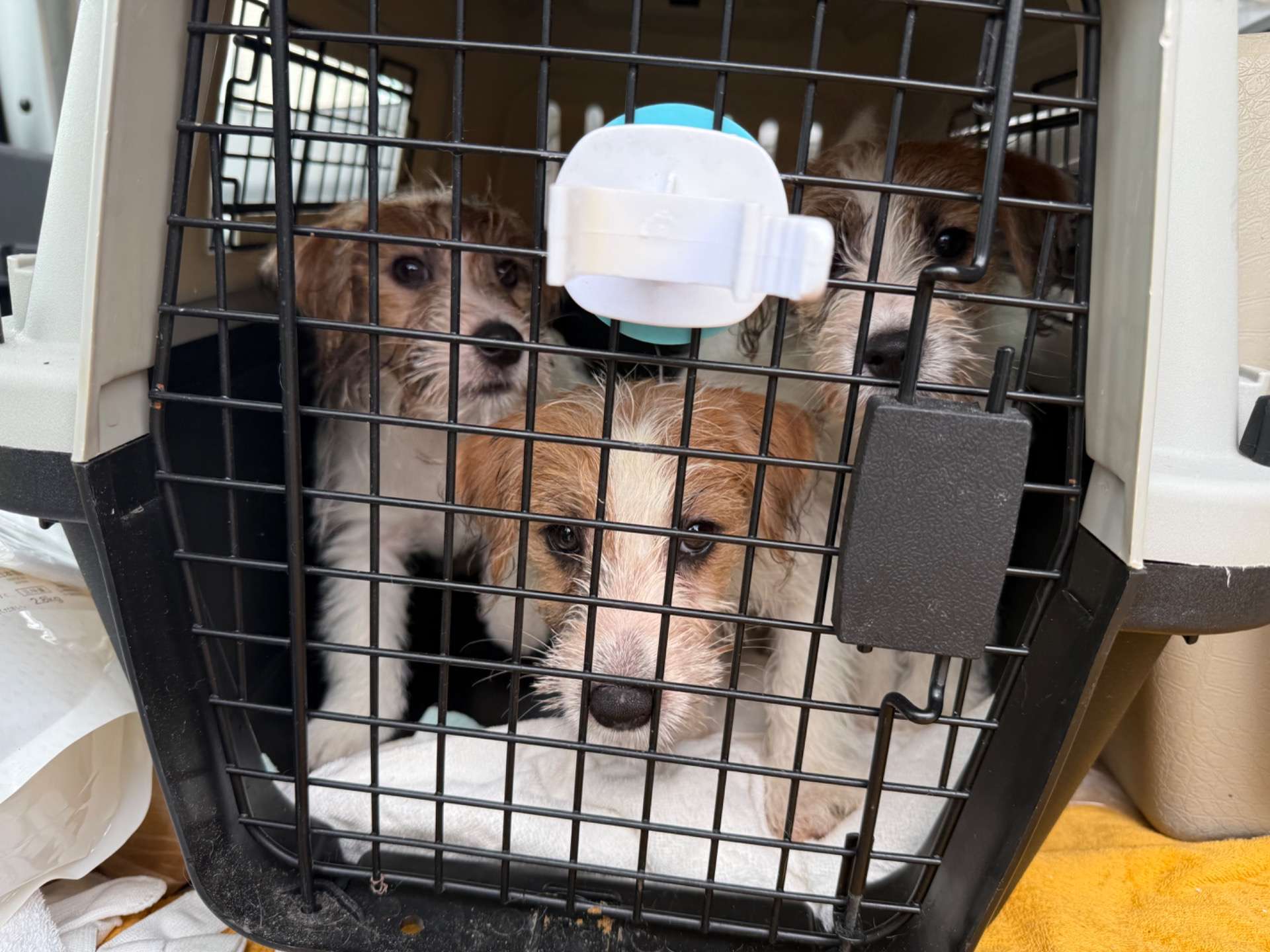 ドリームとチアダンの子供達のワクチンに行って来ました。