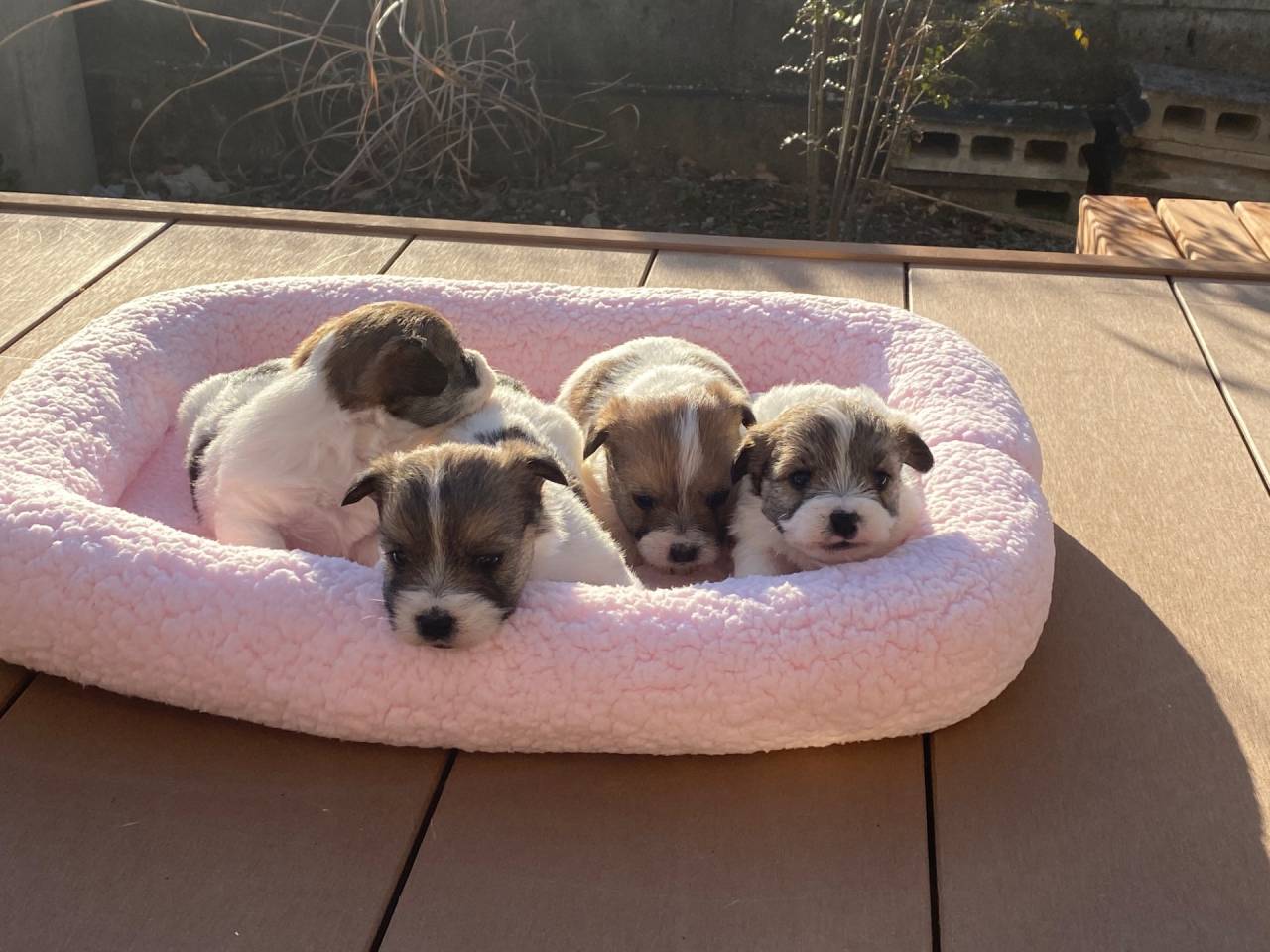 柔軟なボディのジャックラッセルテリア