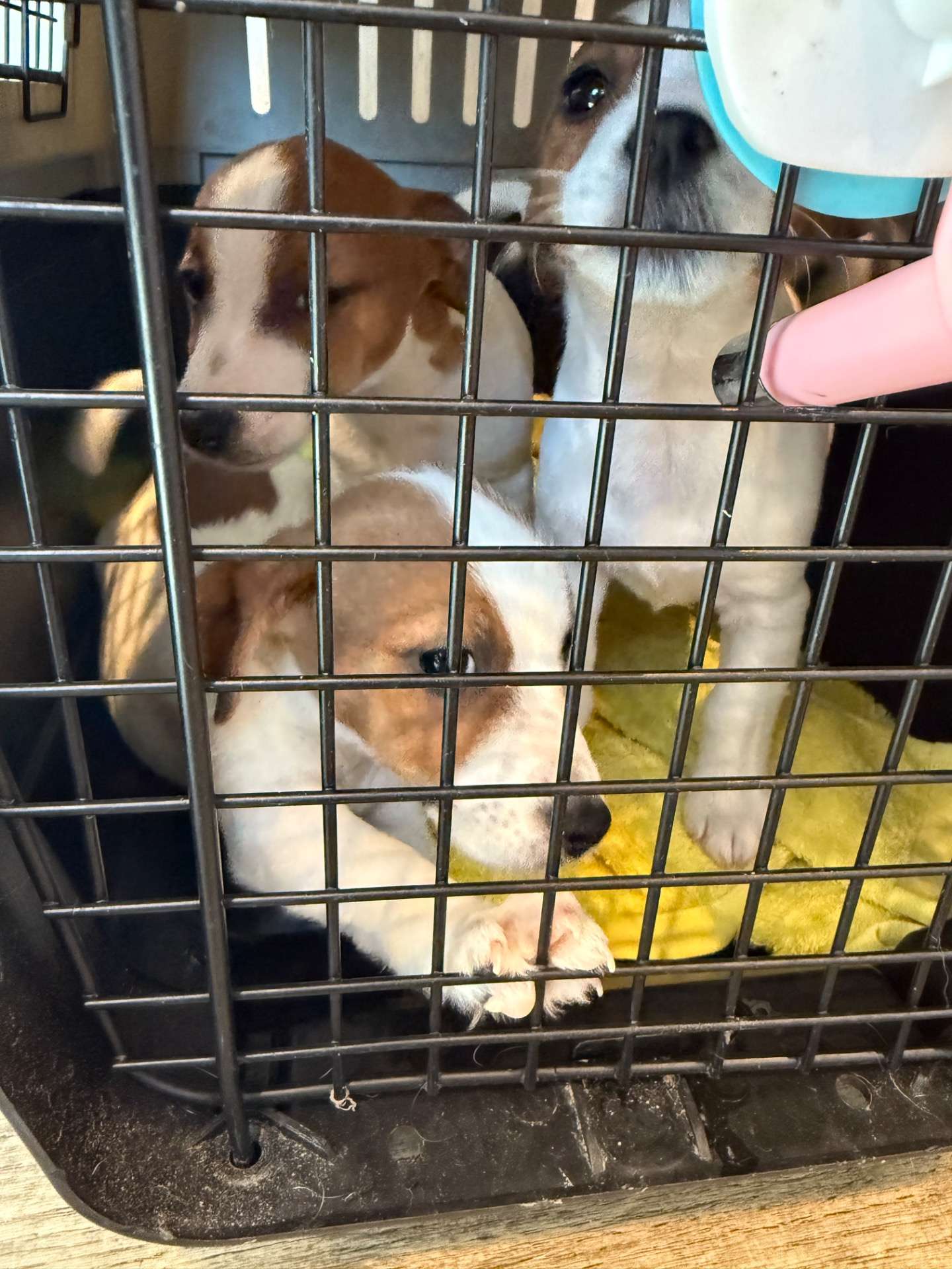 ジャスミンの子供達のワクチンに行きました。