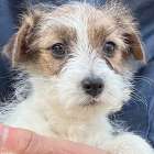 新しい家族を募集しています